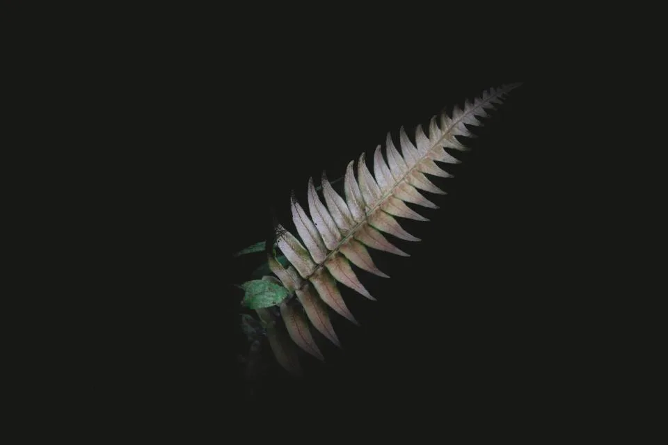 Fern Plant