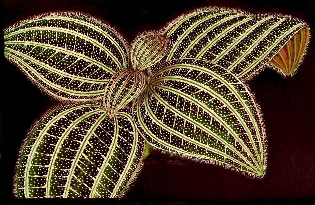 Bertolonia 'Rodeckiana'