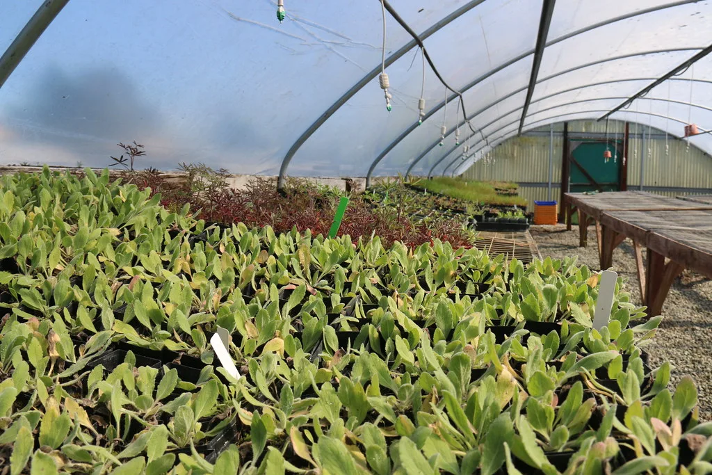 Greenhouse Plants