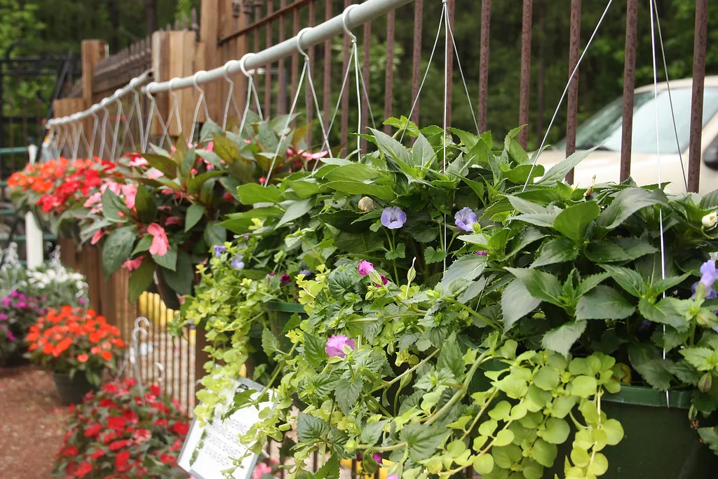 Hanging Plant Baskets